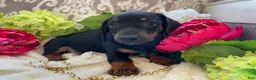 Miniature Dachshund dogs for sale: Prince - Ad 8