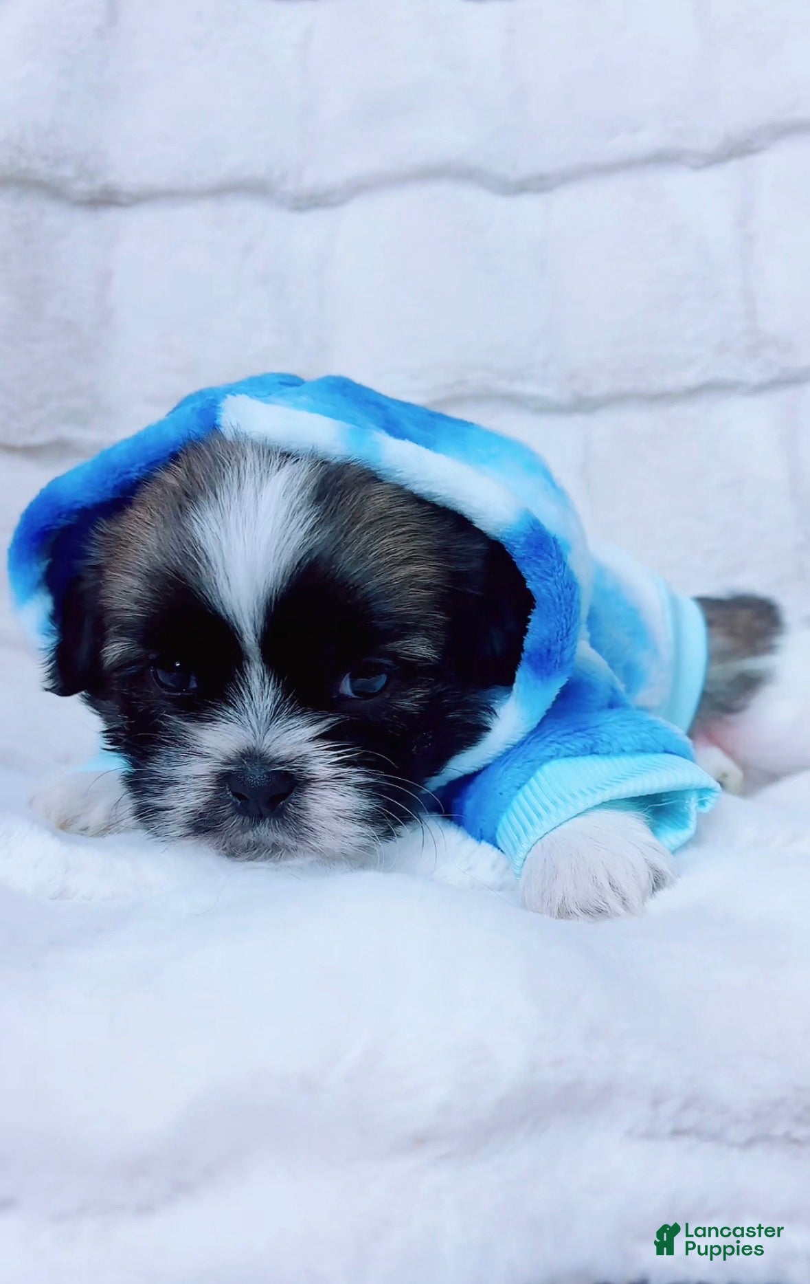 Shih Tzu dogs for sale: Pepper - Ad 2