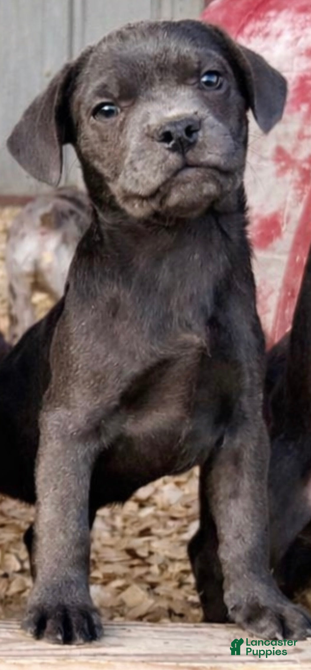 Mixed Breed dogs Berdyaev (Birdie) - Ad 19