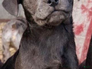 Mixed Breed dogs Berdyaev (Birdie) - Ad 19