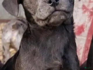 Mixed Breed dogs Berdyaev (Birdie) - Ad 20