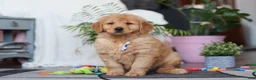 Golden Retriever dogs for sale: Smoker - Ad 4