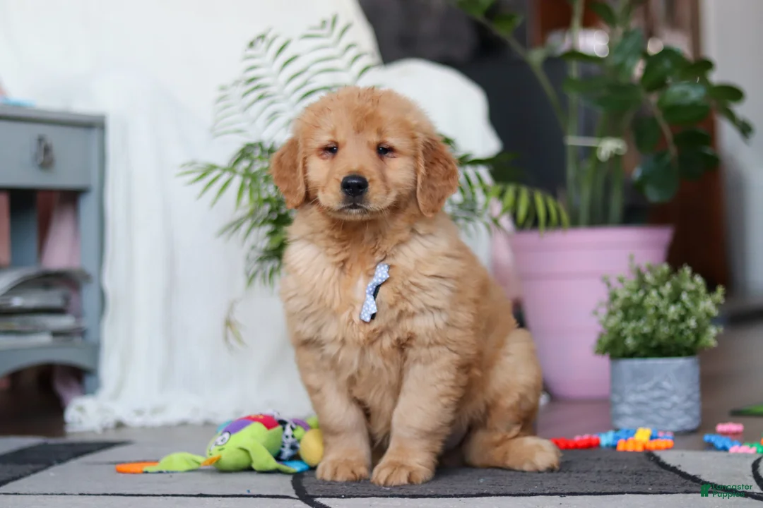 Golden Retriever dogs for sale: Smoker - Ad 4