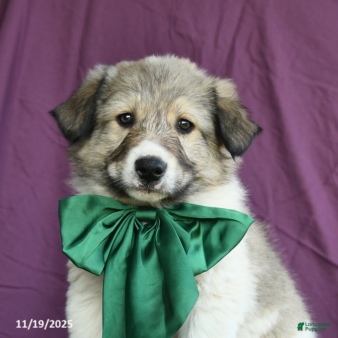 Mixed Breed dogs for sale: Alaska - Ad 4