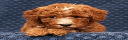 Bichpoo dogs for sale: Eric - Ad 4