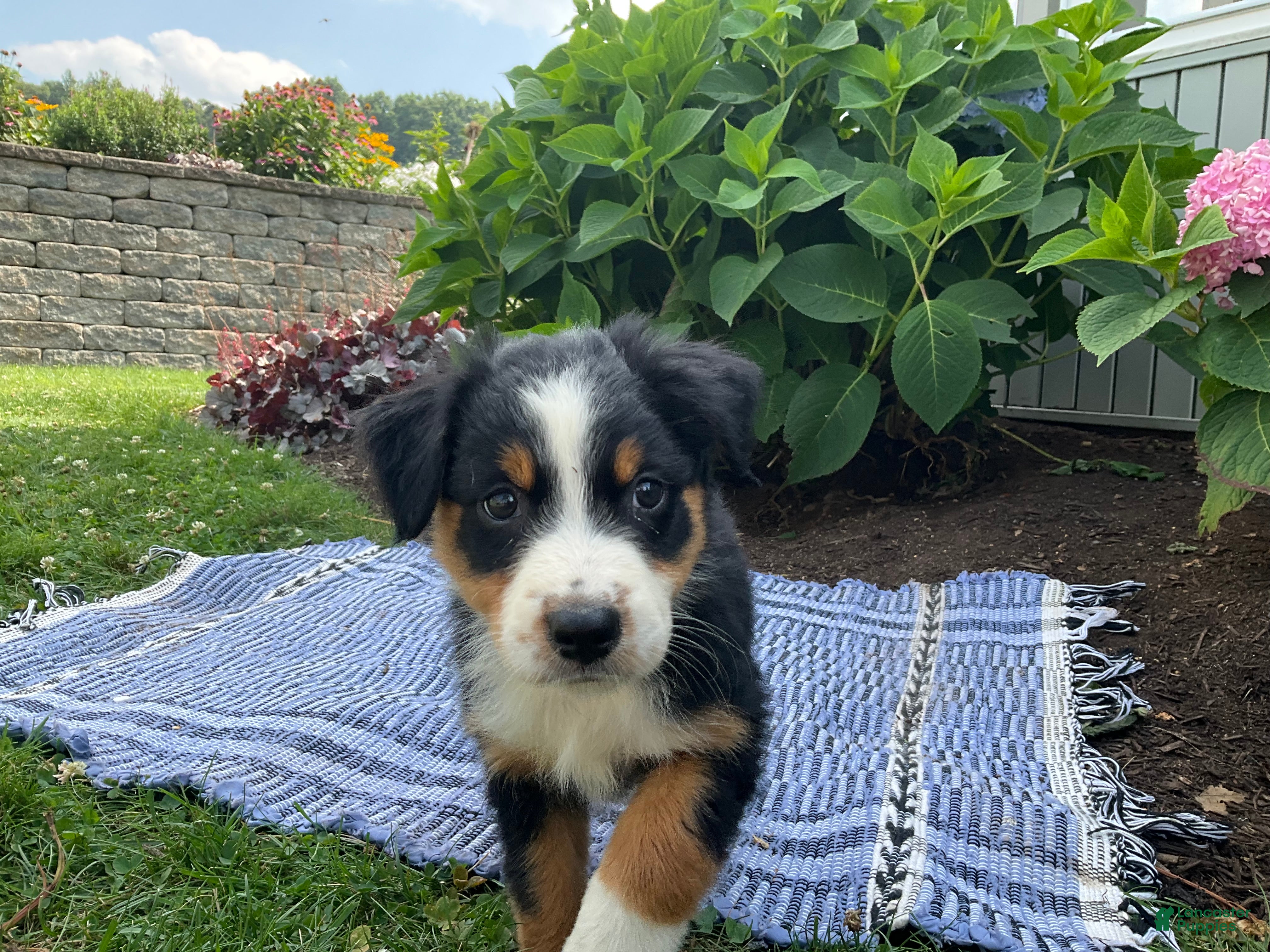 Australian Shepherd dogs Kambria - Ad 2