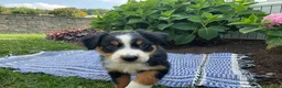 Australian Shepherd dogs for sale: Kambria - Ad 2