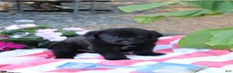 Labrador Retriever dogs for sale: Chipper - Ad 4