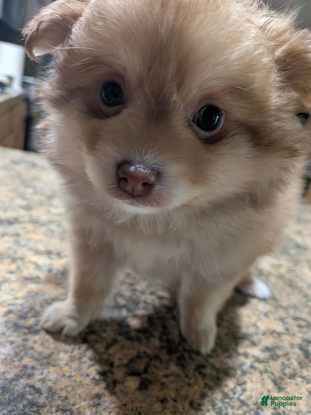 Pomapoo dogs for sale: Pomapoo 1 - Ad 11
