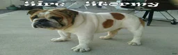 English Bulldog dogs for sale: Captain - Ad 12