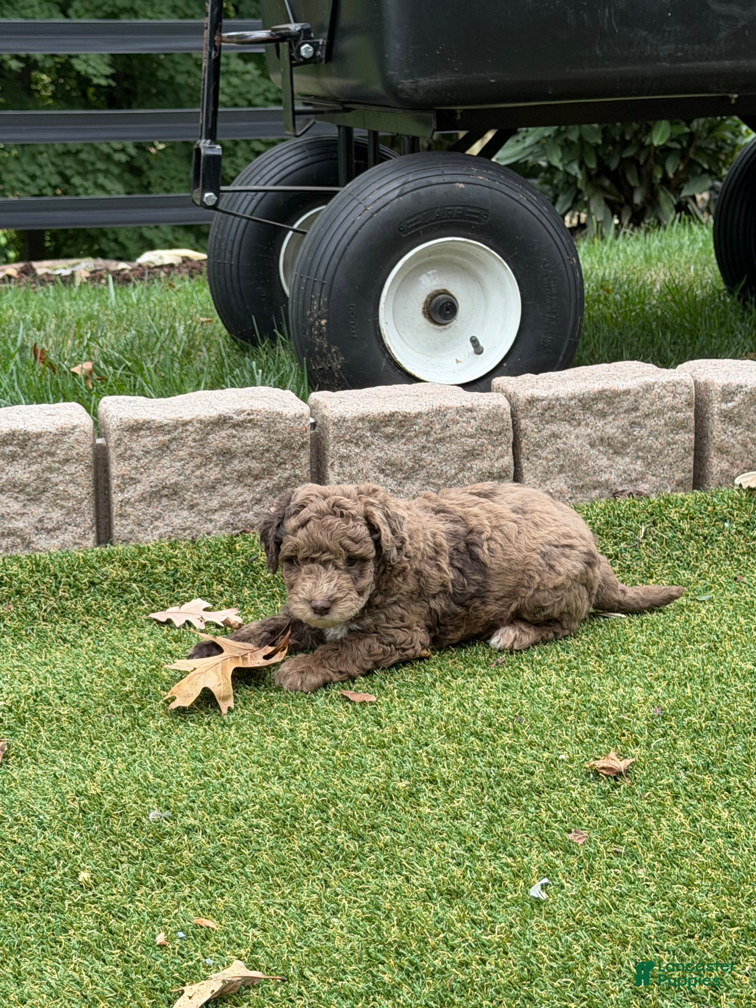 Aussiedoodle dogs Romeo - Ad 2