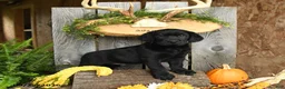 Labrador Retriever dogs for sale: Bear - Ad 3