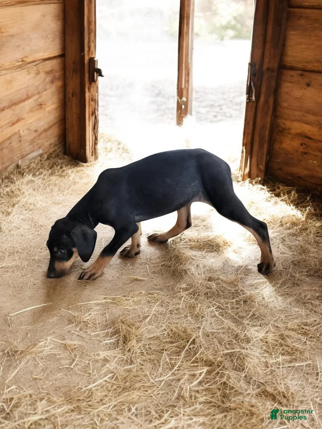 Catahoula Leopard Dog dogs for sale: Jesse 2026 F2 - Ad 2