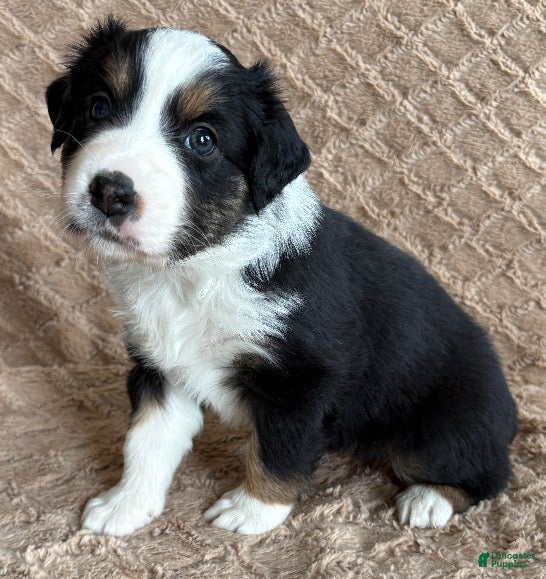 Australian Shepherd dogs Black Tri Female 5 - Ad 5