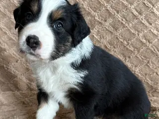 Australian Shepherd dogs Black Tri Female 5 - Ad 5