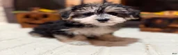 Morkie dogs for sale: 1 Greg - Ad 4