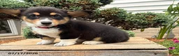 Welsh Corgi Pembroke dogs for sale: Gemma - Ad 1
