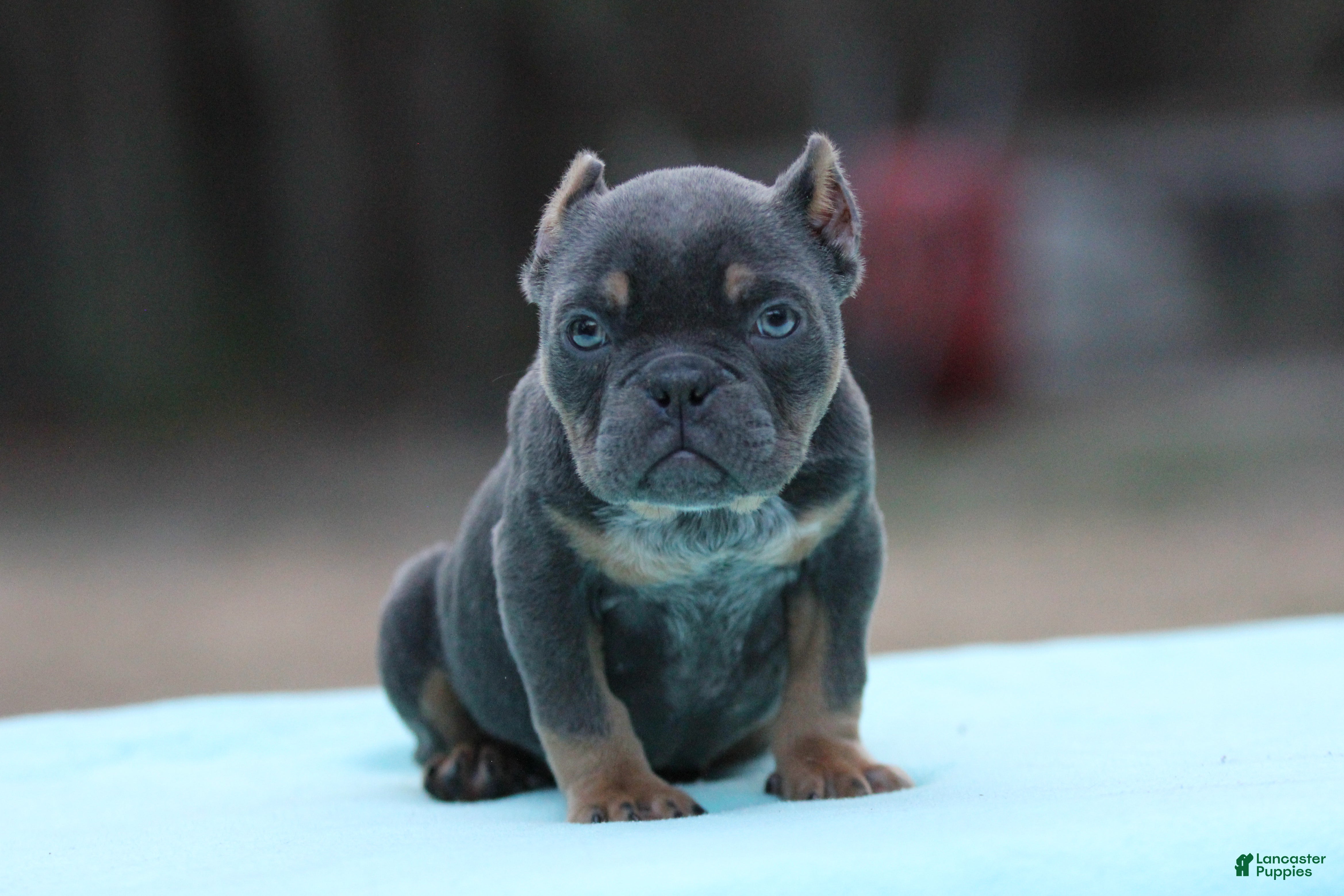 American Bully dogs Blue Tri - Ad 16