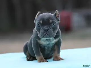American Bully dogs Blue Tri - Ad 16