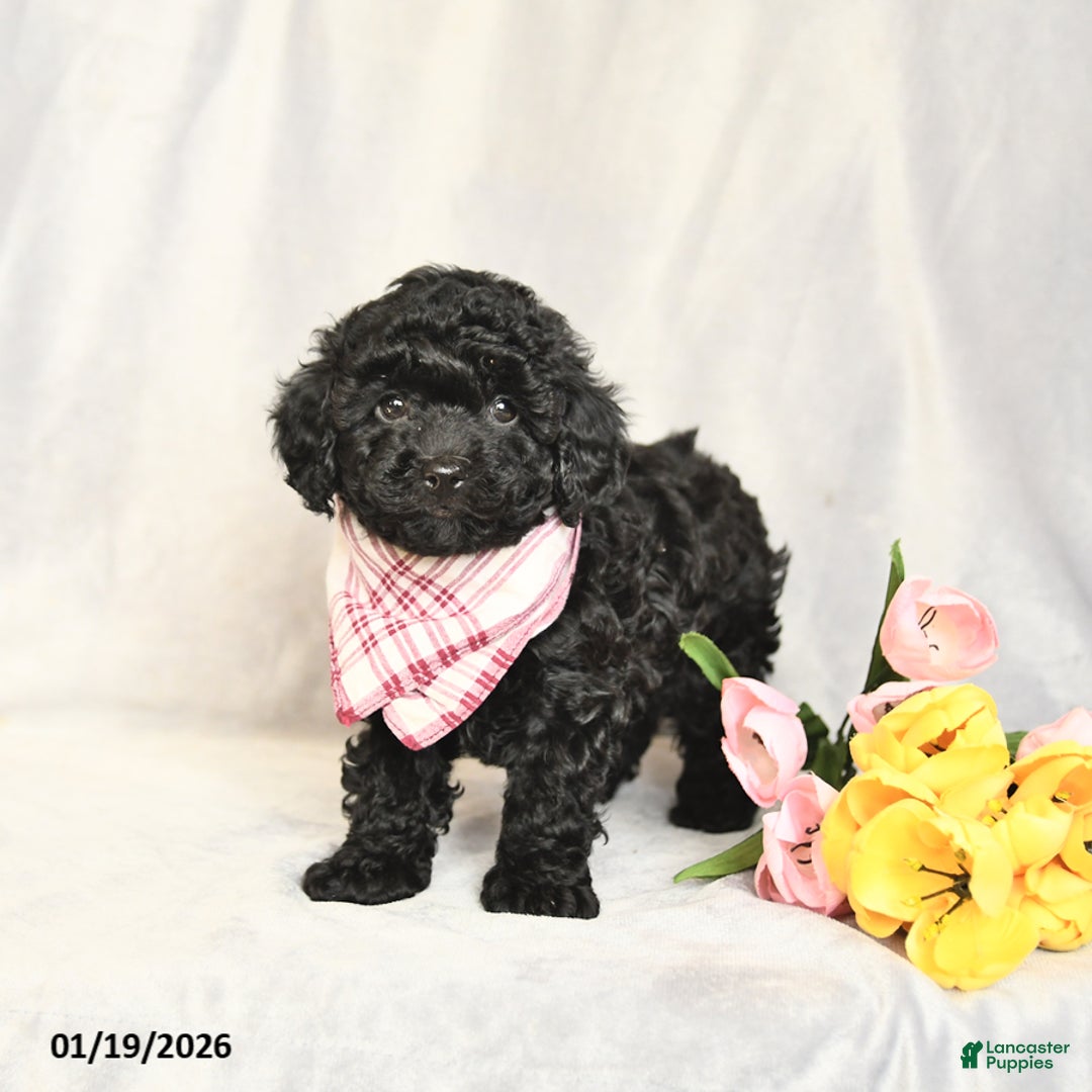 Toy Poodle dogs for sale: Ebony - Ad 3