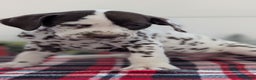 Dalmatian dogs for sale: Penny  - Ad 7