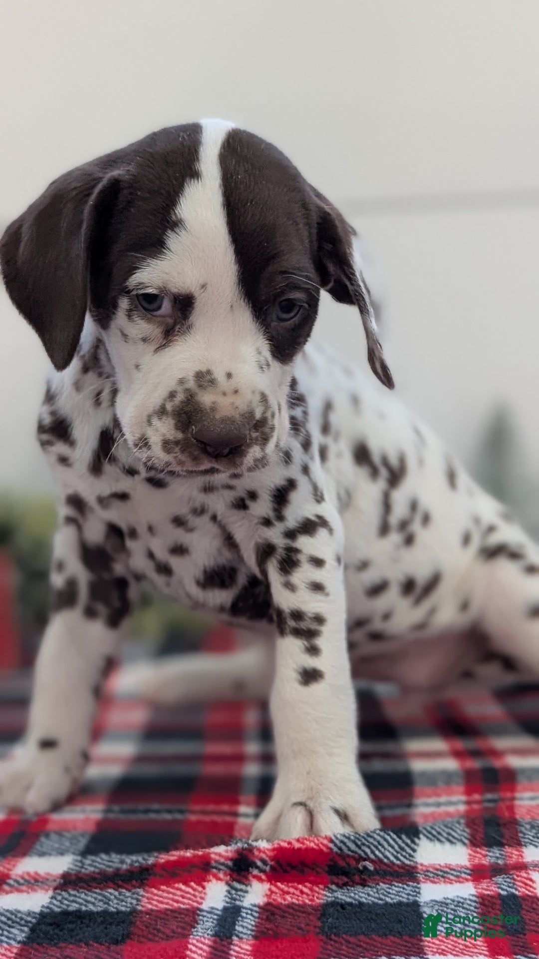Dalmatian dogs for sale: Penny  - Ad 7