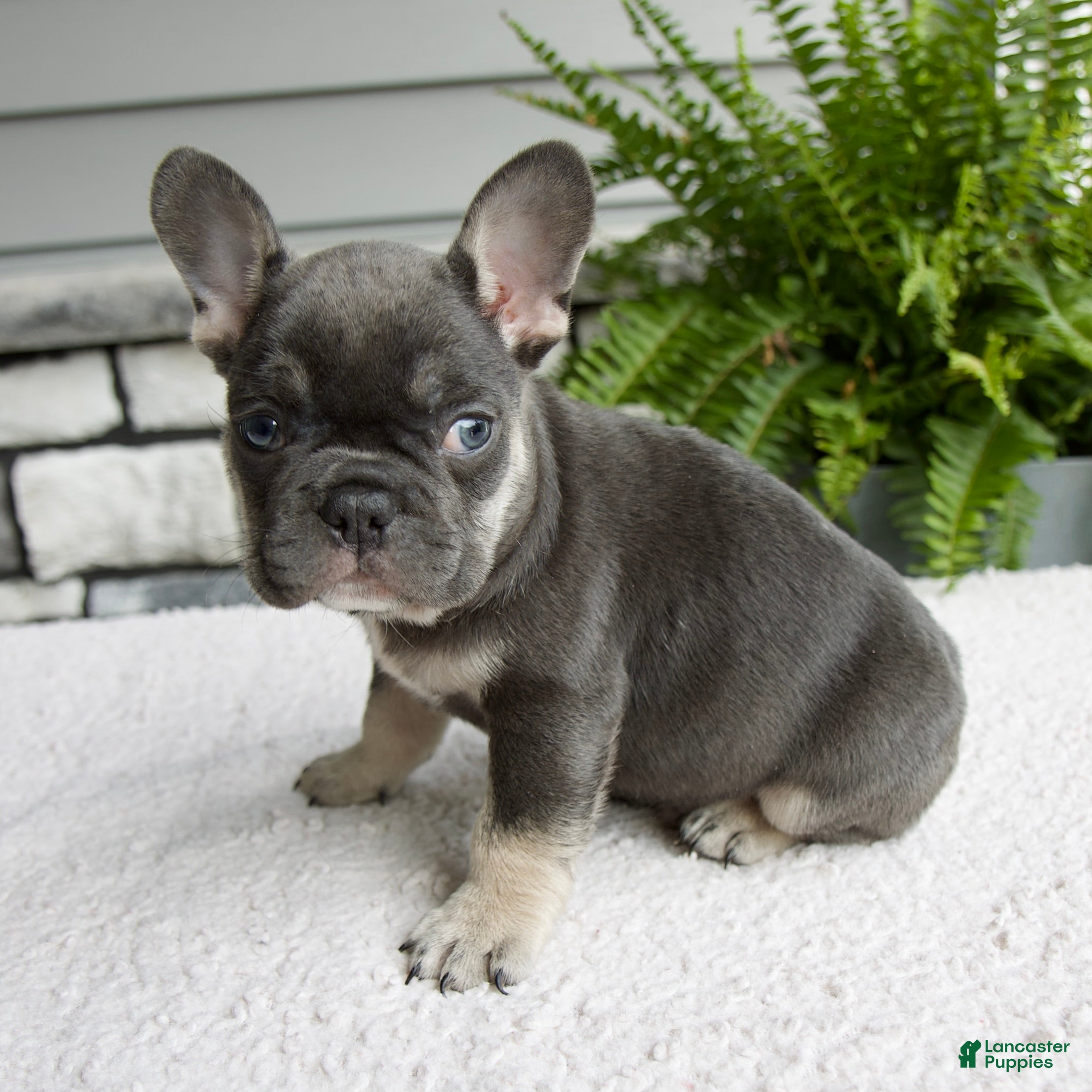 French Bulldog dogs Noah - Ad 2