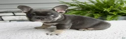French Bulldog dogs for sale: Noah - Ad 2
