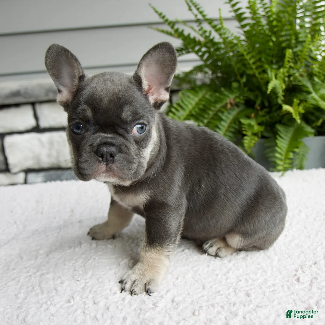 French Bulldog dogs for sale: Noah - Ad 2