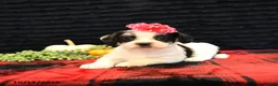 Mixed Breed dogs for sale: Eve - Ad 3