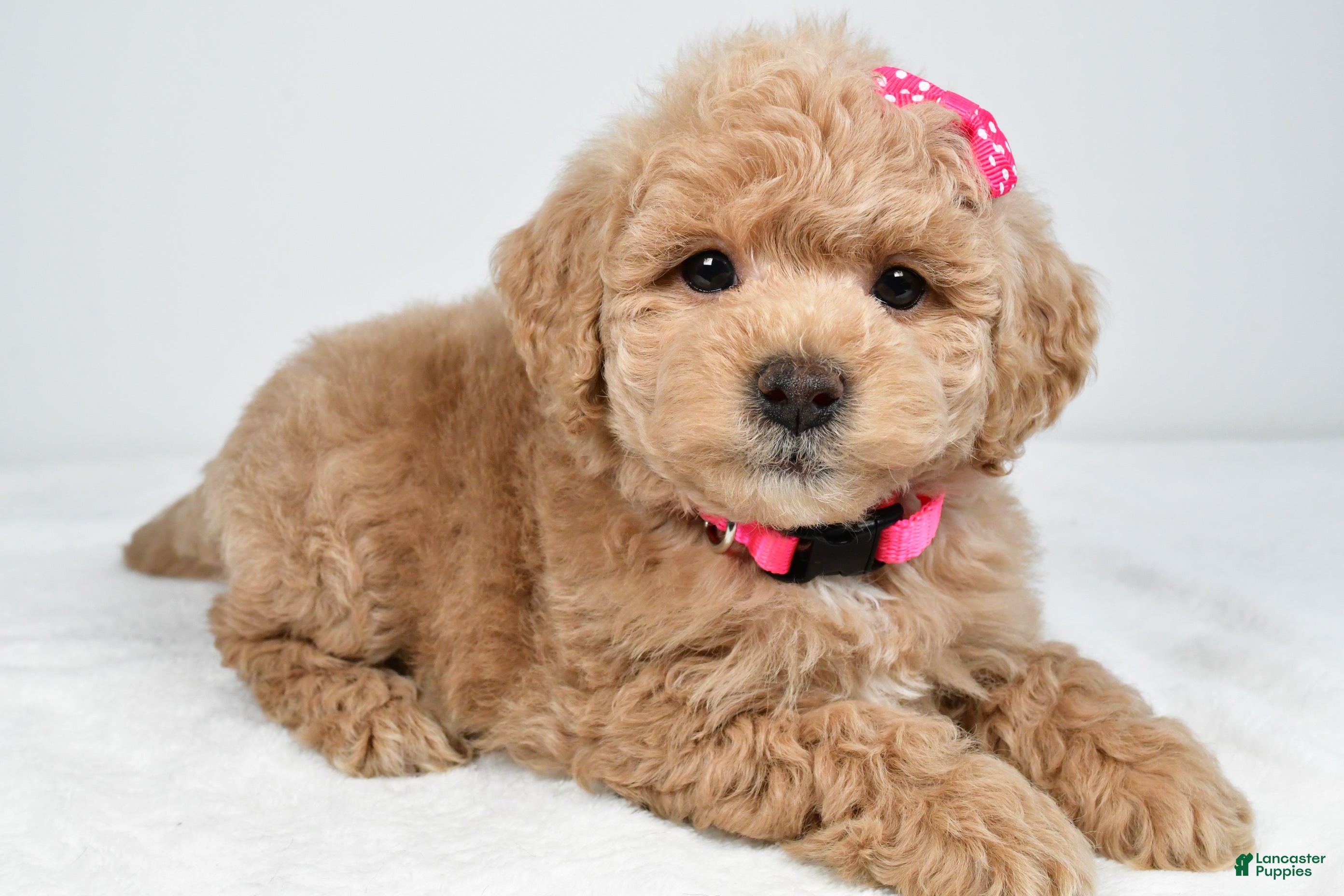 Mini Goldendoodle dogs Natasha - Ad 1