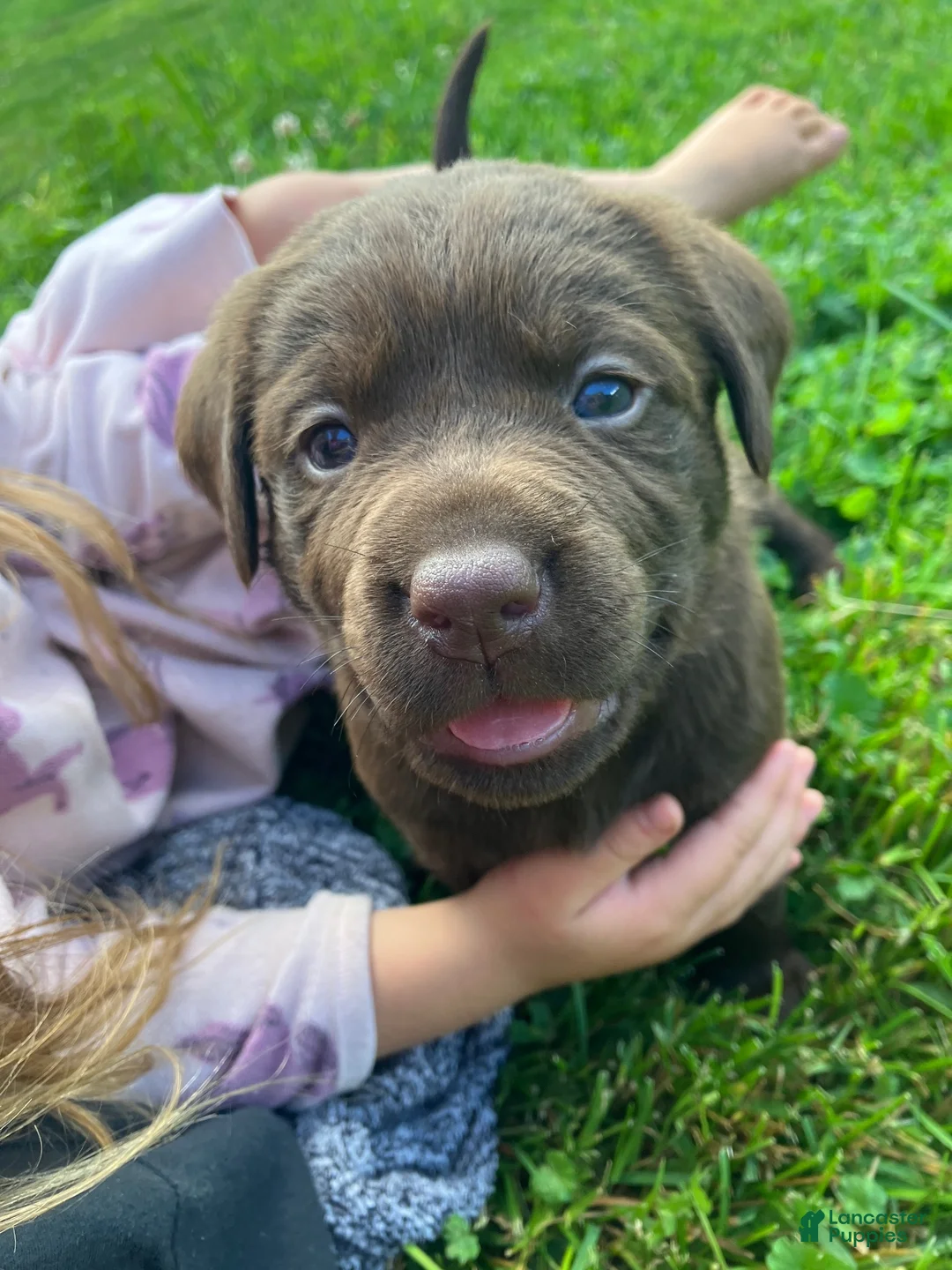Labrador Retriever dogs for sale: Independence  - Ad 2