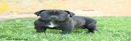 Cane Corso dogs for sale: Dune - Ad 4