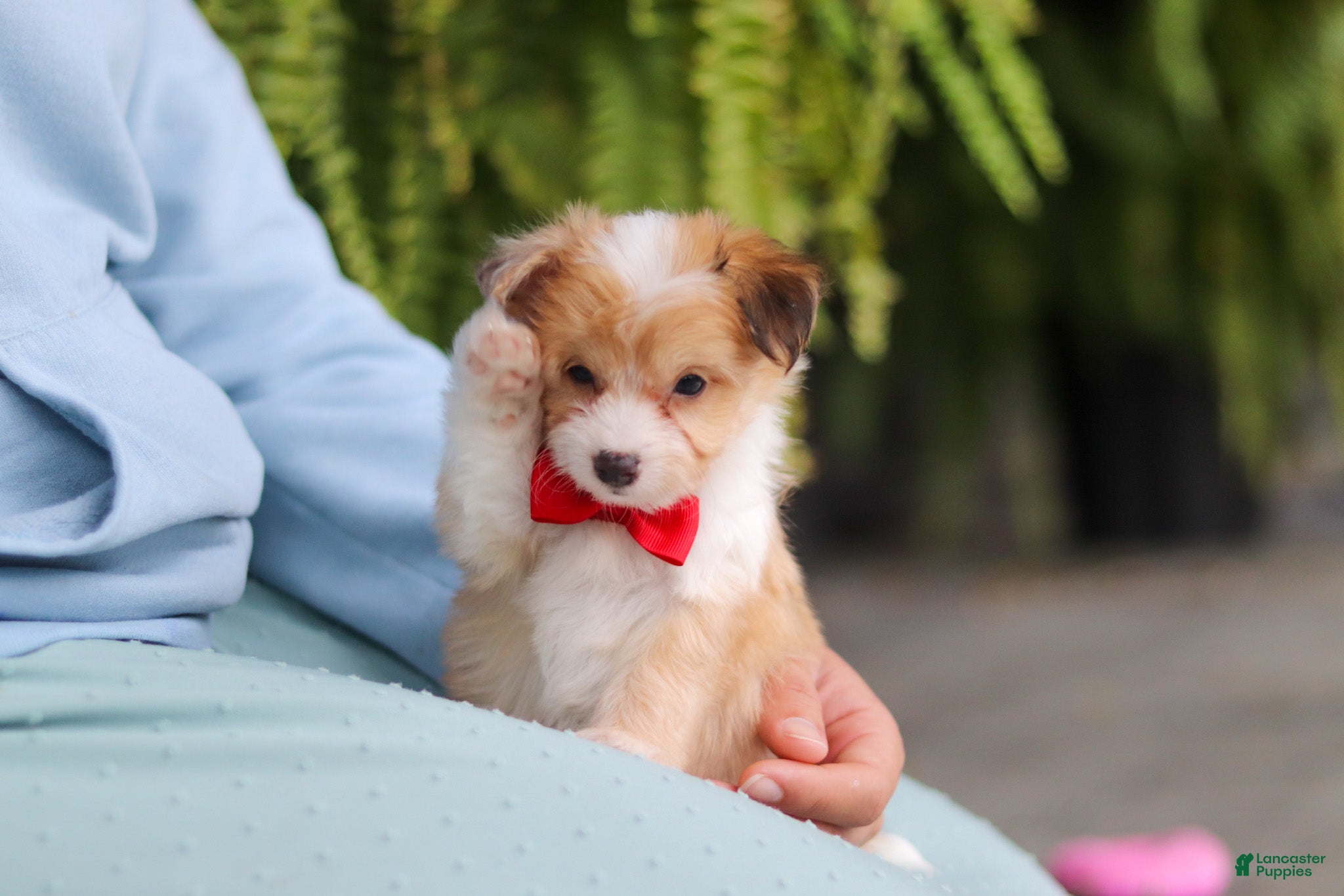 Mixed Breed dogs Milo - Ad 2