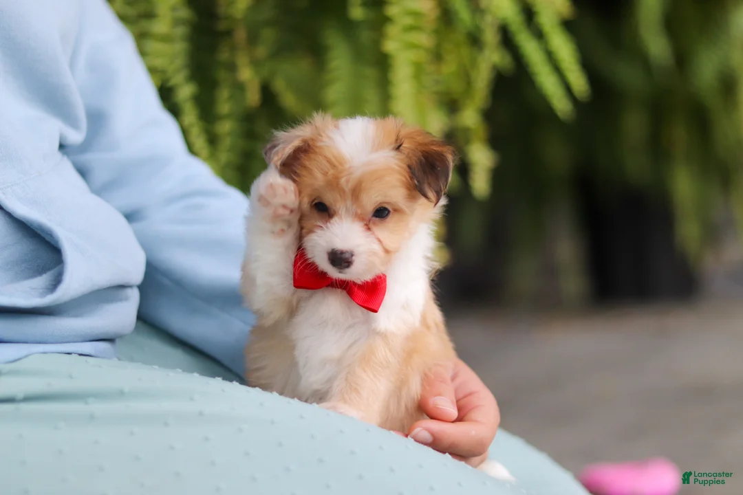 Mixed Breed dogs for sale: Milo - Ad 2