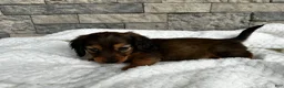Miniature Dachshund dogs for sale: Rex - Ad 2
