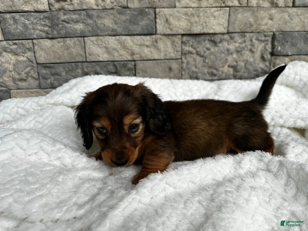 Miniature Dachshund dogs for sale: Rex - Ad 2
