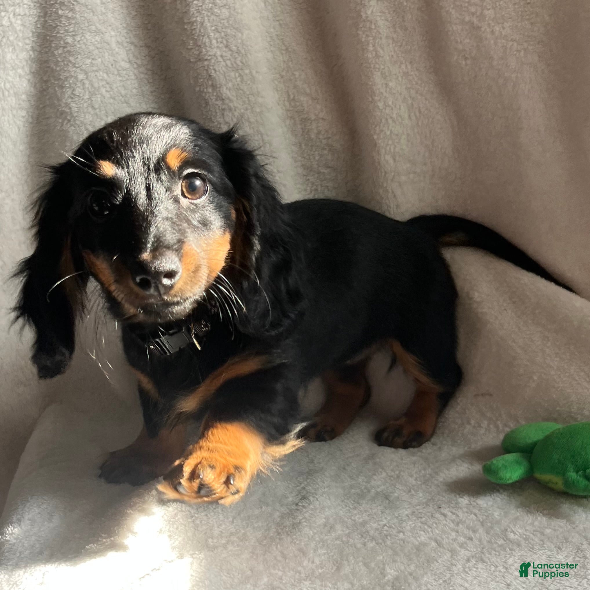 Miniature Dachshund dogs Millie - Ad 1