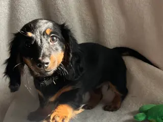 Miniature Dachshund dogs for sale: Millie - Ad 4
