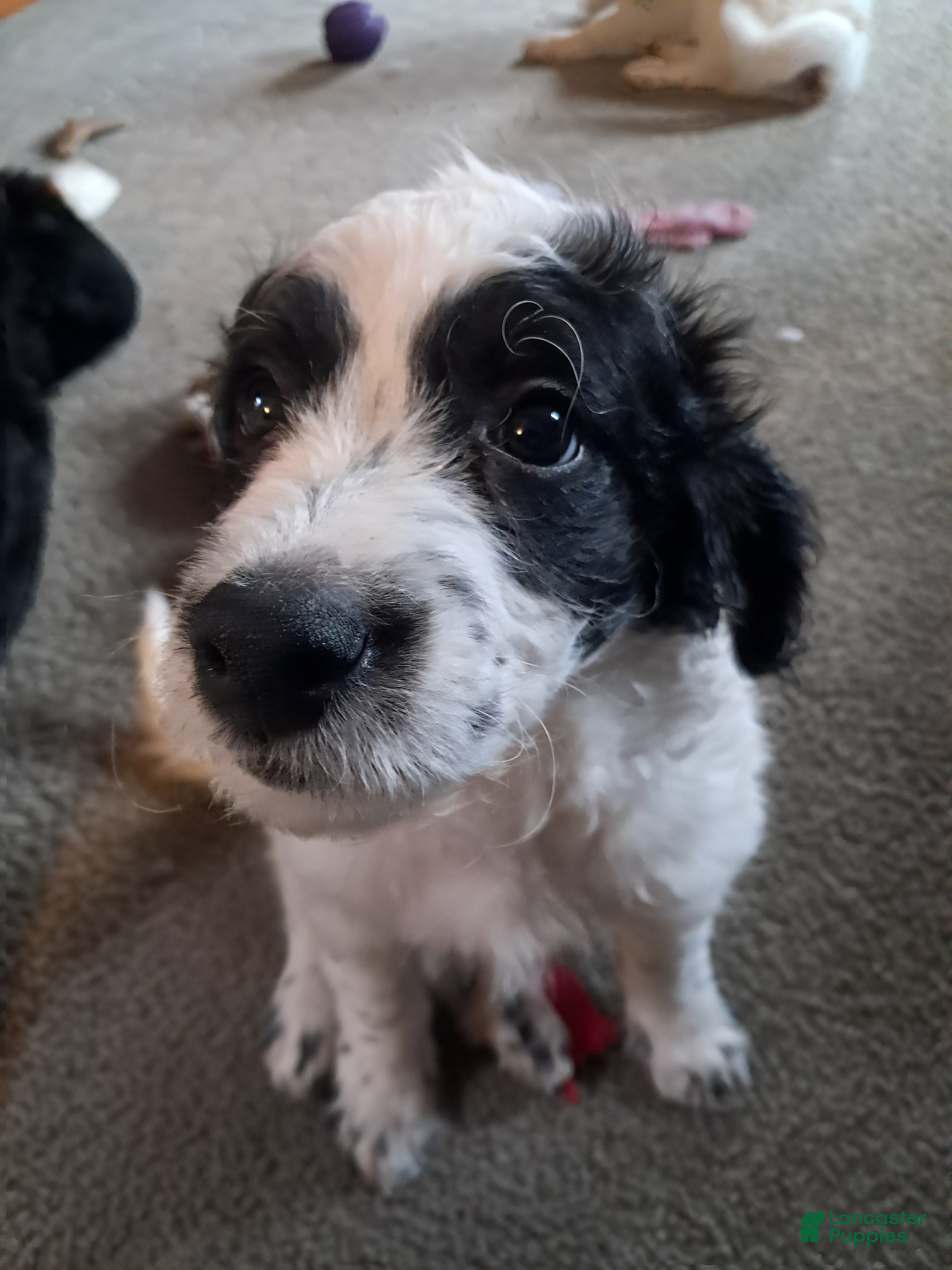 Double Doodle dogs Levi - Ad 2