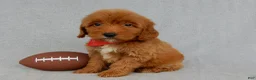 Mini Goldendoodle dogs for sale: Grant-MEDIUM - Ad 4