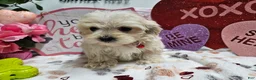 Maltipoo dogs for sale: Maltipoo Roley - Ad 3