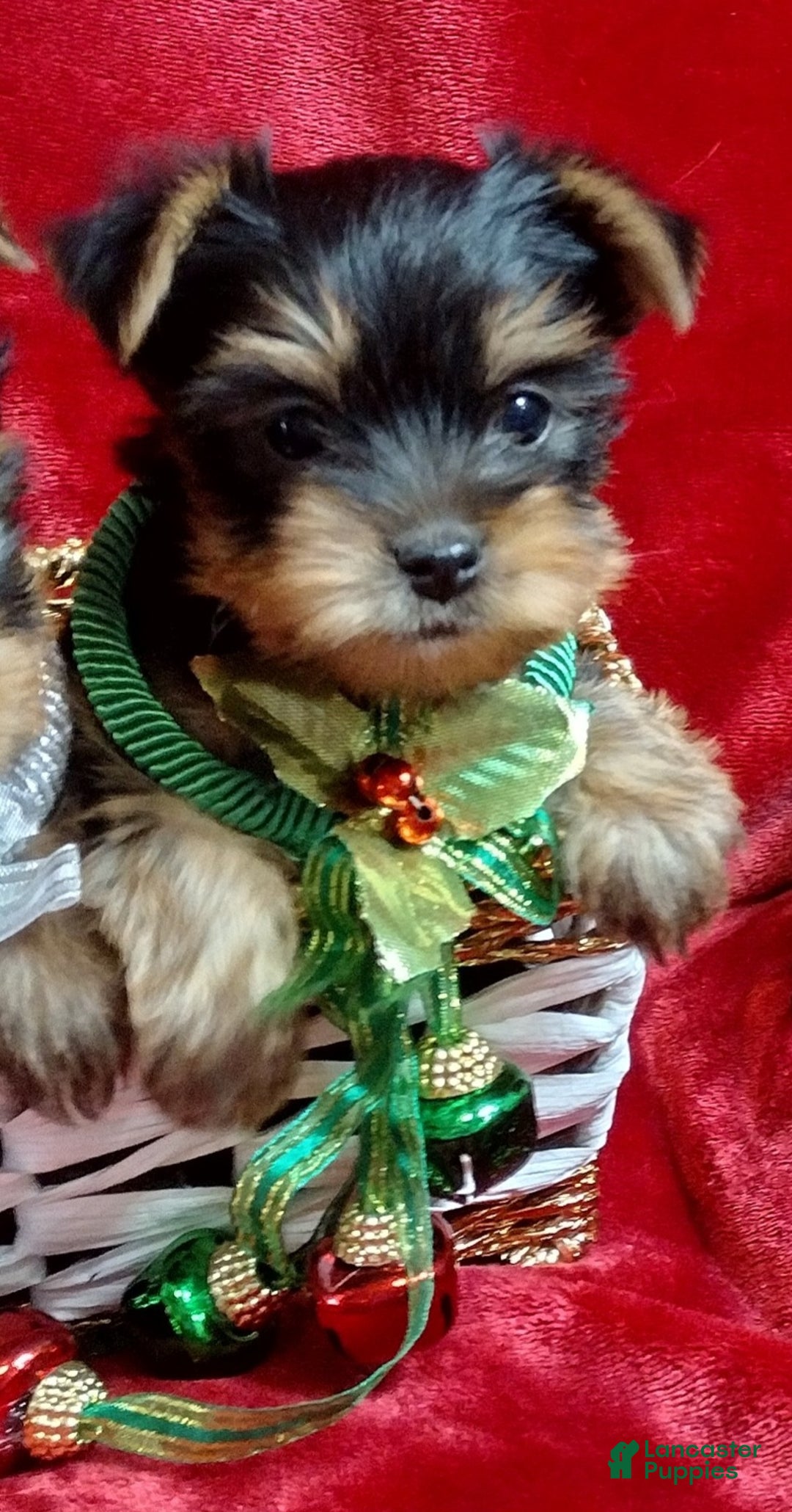 Yorkshire Terrier dogs for sale: Holly - Ad 2