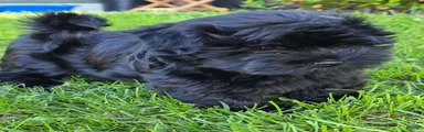 Ricco