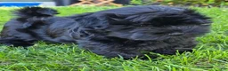 Havanese dogs for sale: Ricco - Ad 1