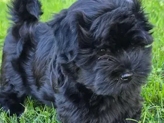 Havanese dogs Ricco - Ad 21