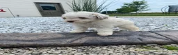 Miniature Poodle dogs for sale: Logan - Ad 7