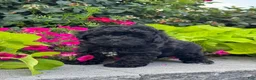 Lhasapoo dogs for sale: Austin - Ad 5