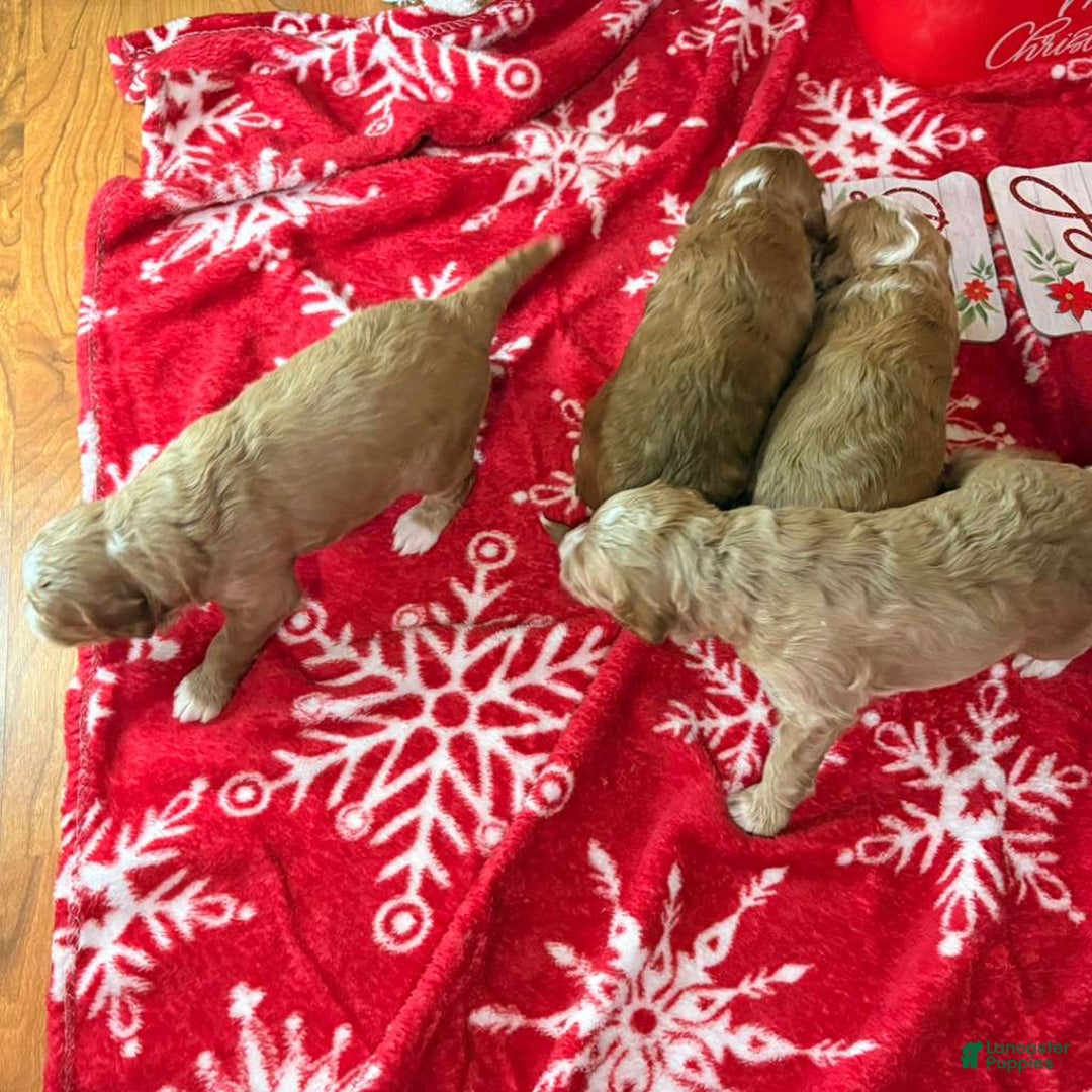 Mixed Breed dogs for sale: Mixed Breed Puppy 3 - Ad 10