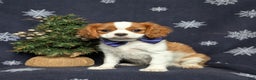 Cavalier King Charles Spaniel dogs for sale: Waylon - Ad 2